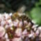 szorgos méhecske