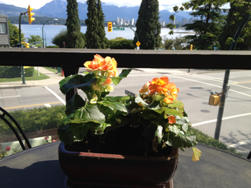 The Urban Gardan