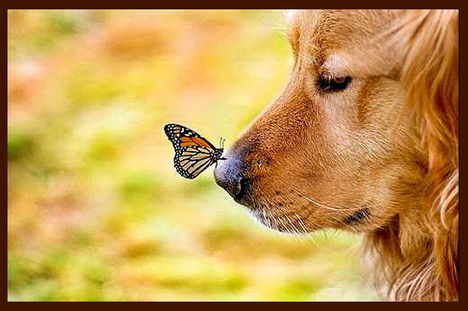 Dog & Butterfly - vq