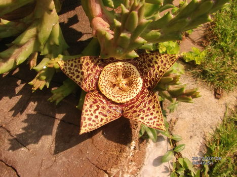 Kaktusz virág 1