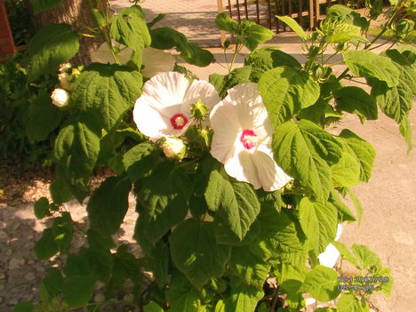 Mocsári hibiszkusz 1