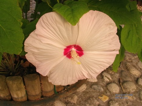 Mocsári hibiszkusz 1