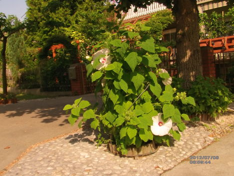 Mocsári hibiszkusz 2