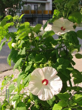 Mocsári hibiszkusz 4