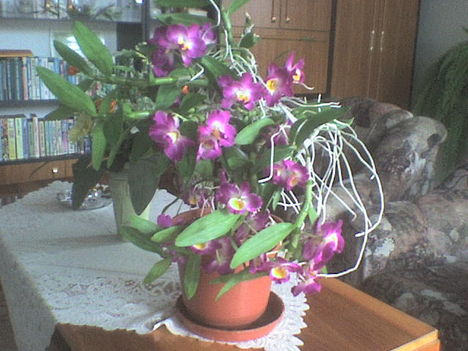 orchidea10