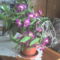 orchidea10