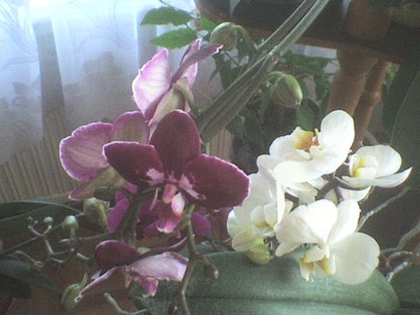 orchidea11