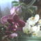 orchidea11