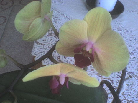 orchidea12