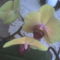 orchidea12