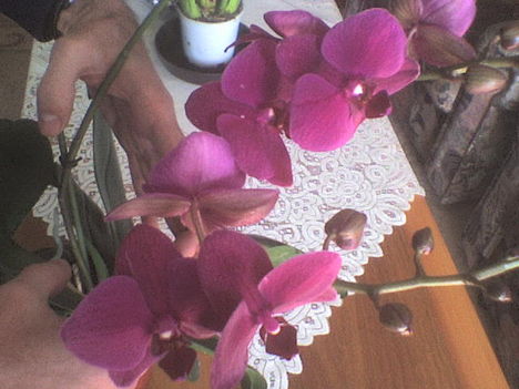 orchidea13