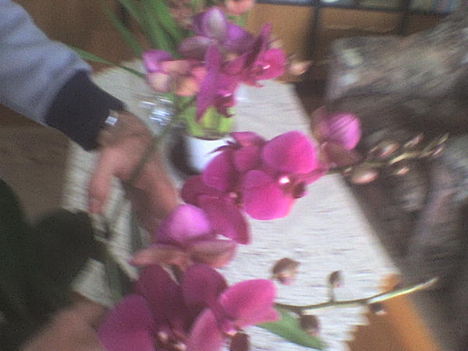 orchidea14
