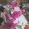 orchidea14