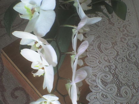 orchidea15