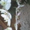 orchidea15