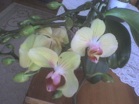 orchidea16