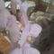 orchidea17
