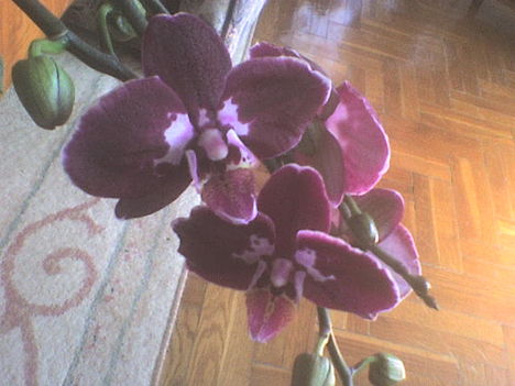 orchidea18