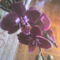 orchidea18