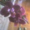 orchidea18