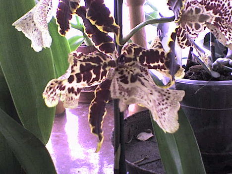 Orchidea2