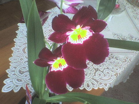 orchidea3
