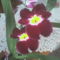 orchidea3