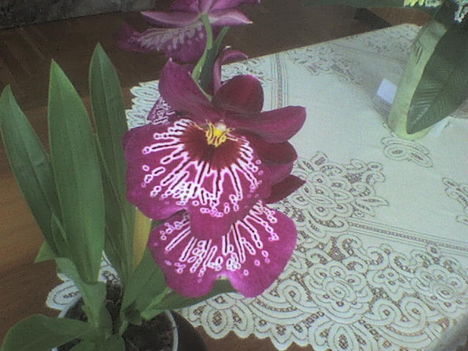 orchidea4