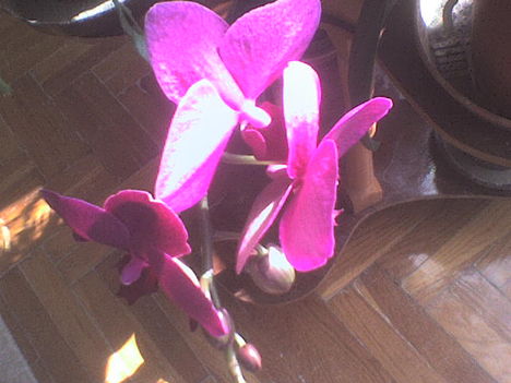 orchidea5