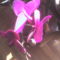 orchidea5