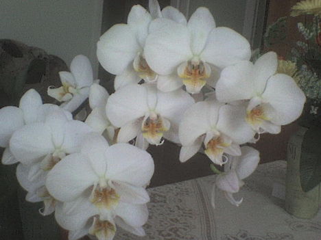 orchidea6