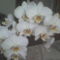 orchidea6
