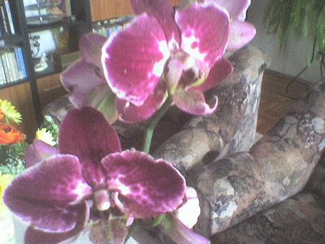 orchidea7