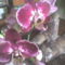 orchidea7