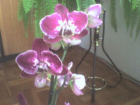 orchidea8