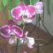 orchidea8