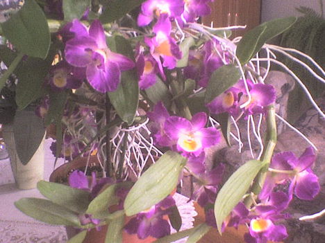orchidea9