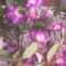 orchidea9