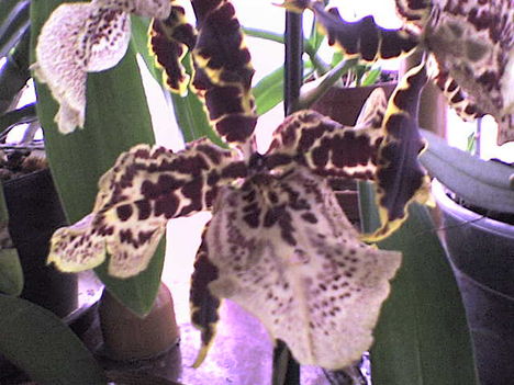 Orchidea