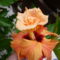 Dupla Hibiscus.Érdekes ugye