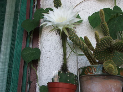 Echinopsis subdenudata 1