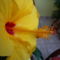 Szimpla sárga Hibiscus közelről