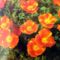 Kaliforniai mákvirág,-kerti fotóim-