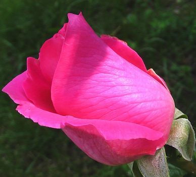 Róza bimbó- kerti fotóim