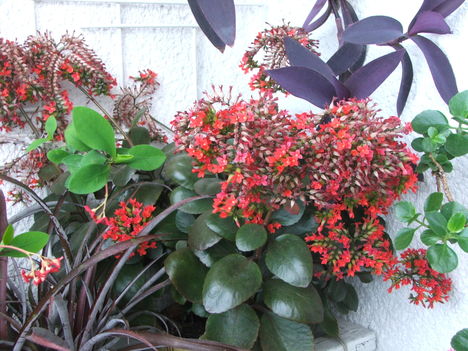 Hechtia texensis, Kalanchoe blossfeldiana