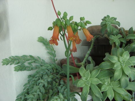 Kalanchoe serratifolia, Sedum morganianum, Sedum adolphii