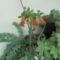 Kalanchoe serratifolia, Sedum morganianum, Sedum adolphii