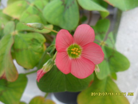 oxalis