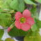 oxalis
