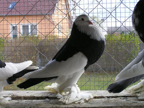 P1031603